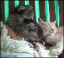 Енот и кошка 12943