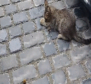 Кошка 30209